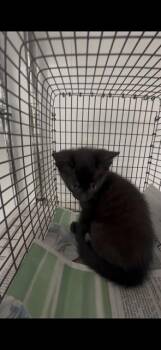 A2479960 -  Domestic Short Hair Cat for Adoption in Fort Lauderdale, Florida - A2479960 | PetCurious