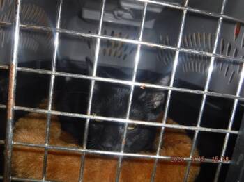 J.R. -  Domestic Short Hair Cat for Adoption in Oroville, California - J.R. | PetCurious