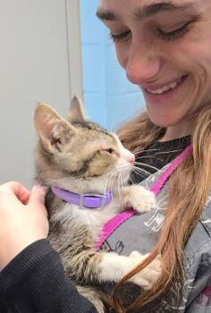 Tabby and Domestic Short Hair Cats Available for Adoption - Hampton | PetCurious