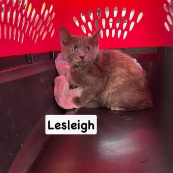 Lesleigh -  Domestic Short Hair Cat for Adoption in Philadelphia, Pennsylvania - Lesleigh | PetCurious