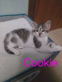 Cookie -  Domestic Short Hair Cat for Adoption in Blaine, Minnesota - Cookie | PetCurious