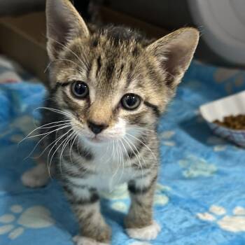 Kimchi -  Domestic Short Hair Cat for Adoption in Newark, New Jersey - Kimchi | PetCurious