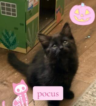 Pocus -  Domestic Medium Hair Cat for Adoption in Reno, Nevada - Pocus | PetCurious