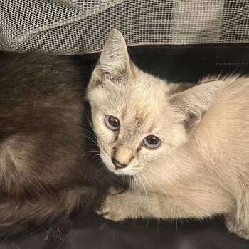 Elsa -  Domestic Short Hair Cat for Adoption in Las Vegas, Nevada - Elsa | PetCurious