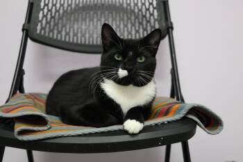 Cecil (Available w/ bonded brother, Cooper) -  Domestic Short Hair Cat Available for Adoption in Plymouth, Connecticut - Cecil (Available W/ Bonded Brother, Cooper) | PetCurious