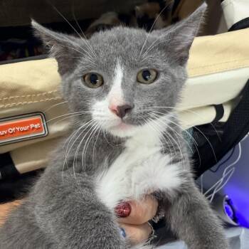 Chicken Nugget -  Domestic Short Hair Cat for Adoption in Mount Vernon, Illinois - Chicken Nugget | PetCurious