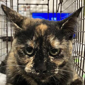 110047 -  Domestic Short Hair Cat for Adoption in Las Cruces, New Mexico - 110047 | PetCurious