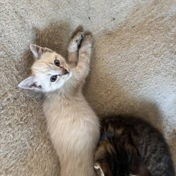 Prim -  Siamese Cat for Adoption in Bentonville, Arkansas - Prim | PetCurious