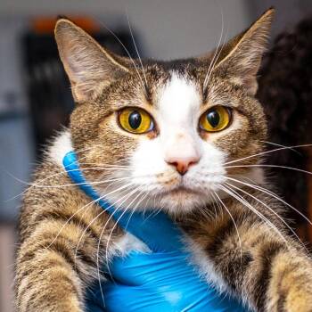CiCi -  Domestic Short Hair Cat for Adoption in Hattiesburg, Mississippi - CiCi | PetCurious
