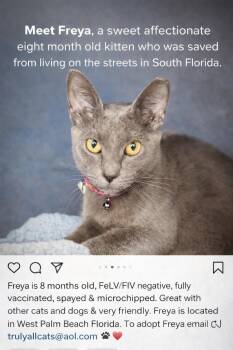 Russian Blue and Domestic Short Hair Cats Available for Adoption - Freya | PetCurious