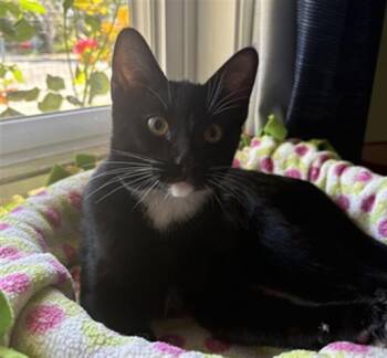 SLIM JIM -  Domestic Short Hair Cat for Adoption in Santa Clara, California - SLIM JIM | PetCurious