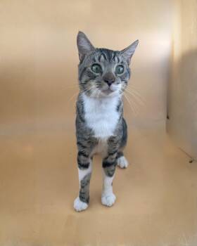 Rescue Domestic Short Hair Cats for Adoption in Dahlonega, Georgia - Dave | PetCurious