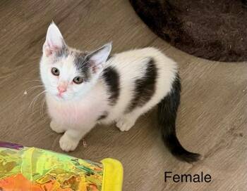 Domestic Short Hair Cats Available for Adoption - Andy & Annie | PetCurious