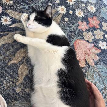 Fizzy -  Domestic Short Hair Cat for Adoption in Bentonville, Arkansas - Fizzy | PetCurious