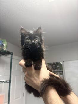 Margo -  Domestic Long Hair Cat for Adoption in Bolivar, Missouri - Margo | PetCurious
