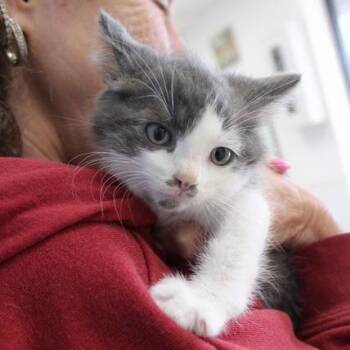 Dumplin -  Domestic Long Hair Cat for Adoption in Birmingham, Alabama - Dumplin | PetCurious