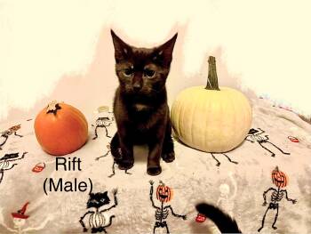 Rescue Domestic Short Hair Cats for Adoption in Lakeland, Florida - Rift | PetCurious