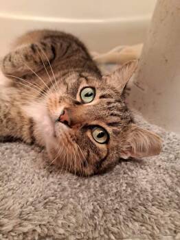 Rescue Domestic Short Hair Cats for Adoption in Greenville, South Carolina - BB "Baby" | PetCurious