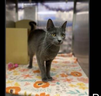Purrinciple -  Domestic Short Hair Cat for Adoption in Lafayette, Colorado - Purrinciple | PetCurious