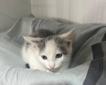 Caitlin Clark -  Domestic Short Hair Cat for Adoption in Kell, Illinois - Caitlin Clark | PetCurious
