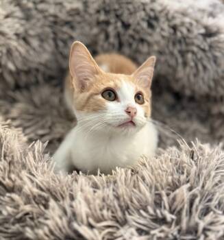 Rescue Domestic Medium Hair Cats for Adoption - Froggie | PetCurious