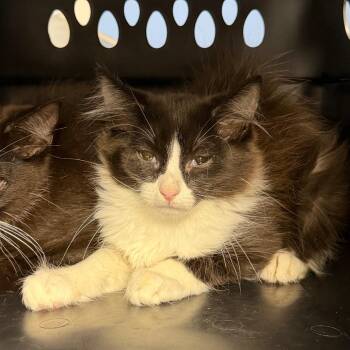 Hunter -  Domestic Medium Hair Cat for Adoption in Dekalb, Illinois - Hunter | PetCurious