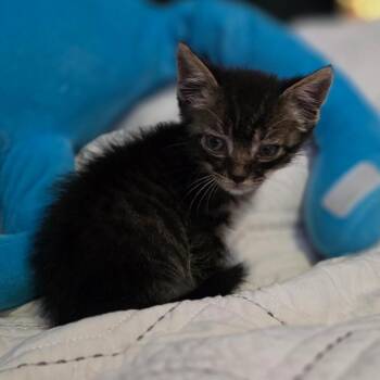 Monkey -  Domestic Short Hair Cat for Adoption in Valdosta, Georgia - Monkey | PetCurious