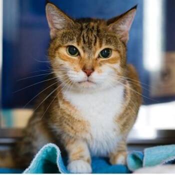 Clever -  Domestic Short Hair Cat for Adoption in New York, New York - Clever | PetCurious