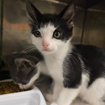 Tigger -  Domestic Short Hair Cat for Adoption in Waldorf, Maryland - Tigger | PetCurious