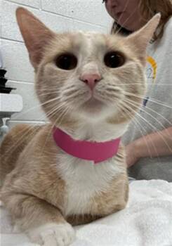 TURKEY -  Domestic Short Hair Cat for Adoption in Peoria, Illinois - TURKEY | PetCurious