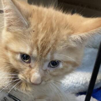 Domestic Medium Hair Cats Available for Adoption in Marion, Illinois - Buddy | PetCurious