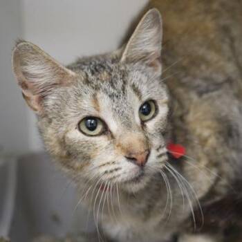 Irene -  Domestic Short Hair Cat for Adoption in Verona, Wisconsin - Irene | PetCurious