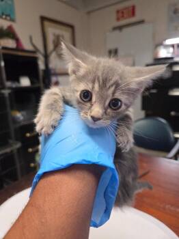 Pebbles (L623 K4) -  Domestic Short Hair Cat for Adoption in Pahrump, Nevada - Pebbles (L623 K4) | PetCurious