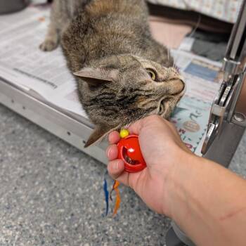 Magnolia -  Domestic Short Hair Cat for Adoption in Hendersonville, North Carolina - Magnolia | PetCurious