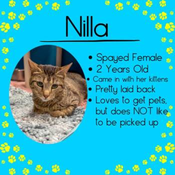 Nilla -  Domestic Short Hair Cat for Adoption in Junction City, Kansas - Nilla | PetCurious