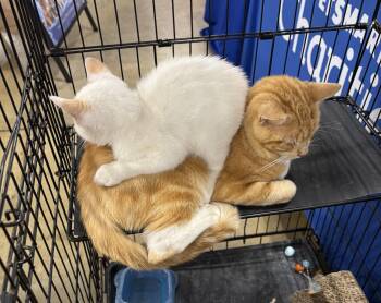 Bootsie -  Domestic Short Hair Cat for Adoption in Greenville, North Carolina - Bootsie | PetCurious