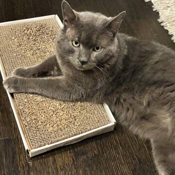 Domestic Short Hair Cats Available for Adoption - Notorious L.A.P., The Plush, People-oriented Pal You