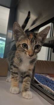 LISA -  Domestic Short Hair Cat for Adoption in Baytown, Texas - LISA | PetCurious