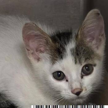 Wiggins -  Domestic Short Hair Cat for Adoption in West Palm Beach, Florida - Wiggins | PetCurious