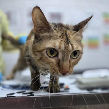 Domestic Short Hair Cats Available for Adoption in Incline Village, Nevada - Elation | PetCurious