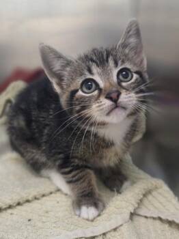Phoebe -  Domestic Short Hair Cat for Adoption in Westland, Michigan - Phoebe | PetCurious