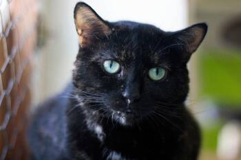 Cadbury -  Domestic Short Hair Cat for Adoption in Montreal, Quebec - Cadbury | PetCurious