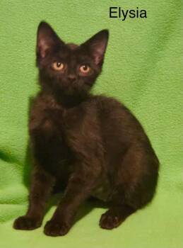 Elysia -  Bombay and Domestic Short Hair Cat for Adoption in Wyandotte, Michigan - Elysia | PetCurious