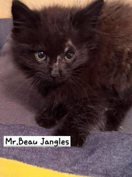 Mr. Beau Jangles -  Maine Coon Cat for Adoption in Calimesa, California - Mr. Beau Jangles | PetCurious