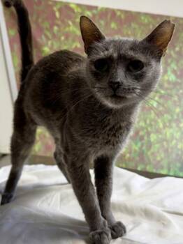 Flower -  Domestic Short Hair Cat for Adoption in San Antonio, Texas - Flower | PetCurious