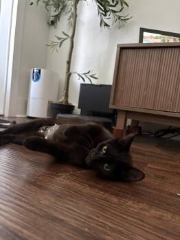 MIDNIGHT -  Domestic Short Hair Cat for Adoption in Broomfield, Colorado - MIDNIGHT | PetCurious