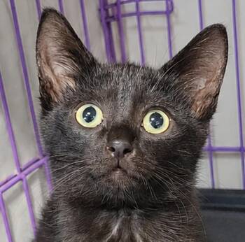 Kitten Cipher -  Domestic Short Hair Cat for Adoption in Cuyahoga Falls, Ohio - Kitten Cipher | PetCurious