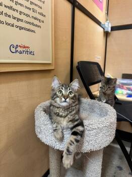 Carlos-male kitten -  Domestic Long Hair Cat for Adoption in Los Altos, California - Carlos-male Kitten | PetCurious