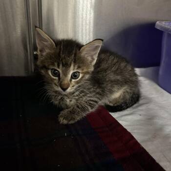 Curly -  Domestic Short Hair Cat for Adoption in Manhattan, Kansas - Curly | PetCurious