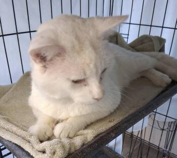 Domestic Short Hair Cats Available for Adoption in Oviedo, Florida - Joey | PetCurious